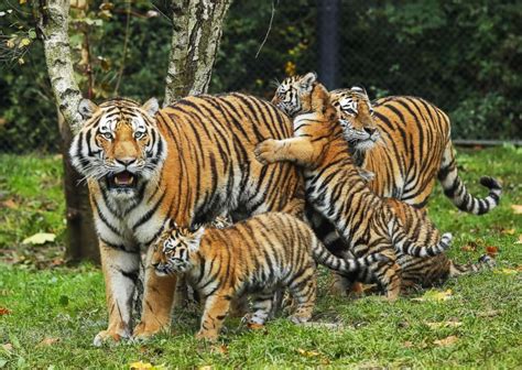 how many parents do tigers have