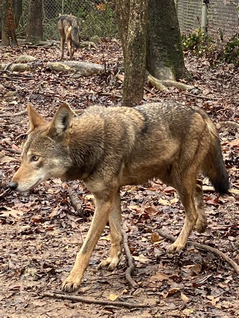 how many red wolves are left 2020