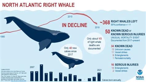 how many right whales are left 2024