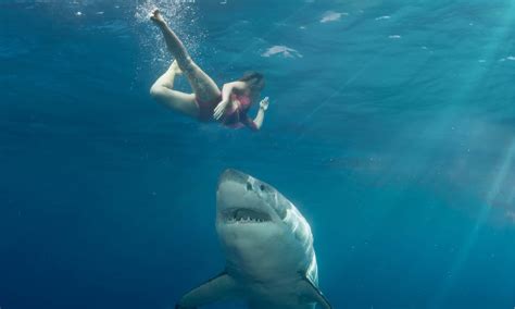 how many shark attacks in hawaii 2024