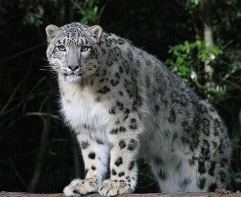 how many snow leopards are left in the world
