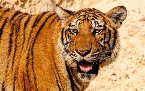 how many south china tigers are left