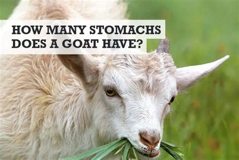 how many stomachs do goats have