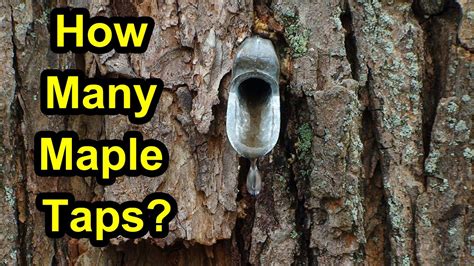 How Many Taps Can You Put In A Maple Tree