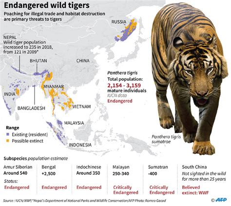 how many tigers left in the wild