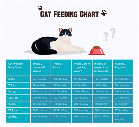 how many times a day can you give your cat catnip