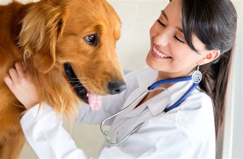 How Many Times Should You Take Your Dog To The Vet