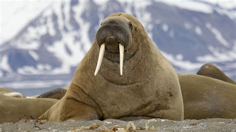 how many tusks does a walrus have