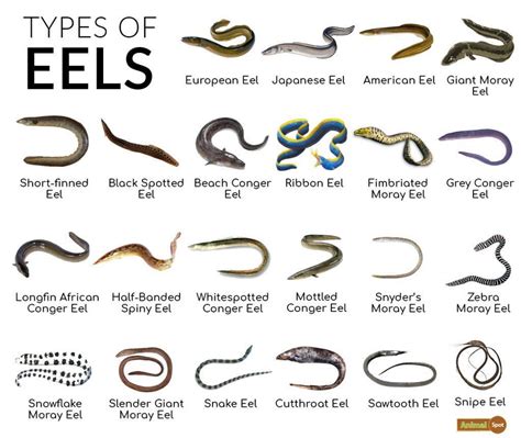 how many types of eels are there
