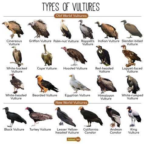 How Many Types Of Vultures Are There