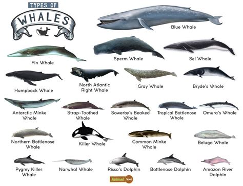 how many whales are endangered
