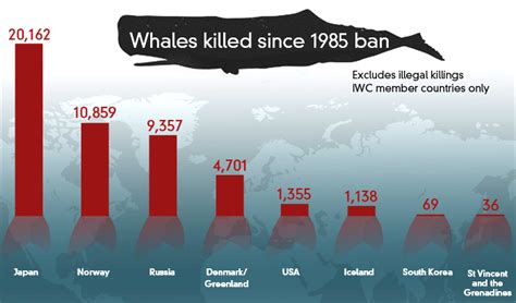 how many whales have been killed