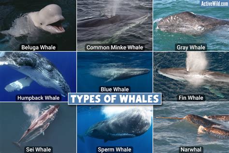 how many whales species are there