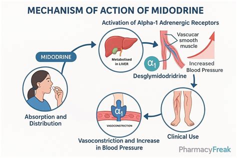 Understanding How Midodrine Works to Treat Low Blood Pressure
