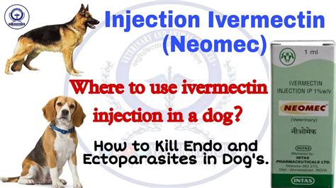 how much 1 ivermectin for dogs
