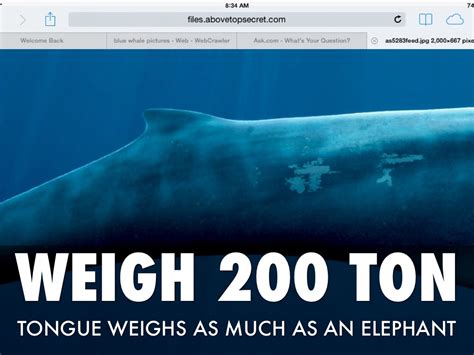 how much a whale weigh