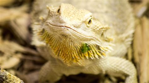 How Much Are Bearded Dragon