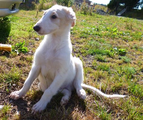 how much are borzoi puppies