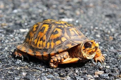 How Much Are Box Turtle