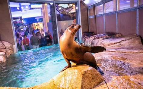 how much are georgia aquarium tickets