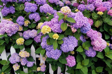 How Much Are Hydrangeas Per Stem