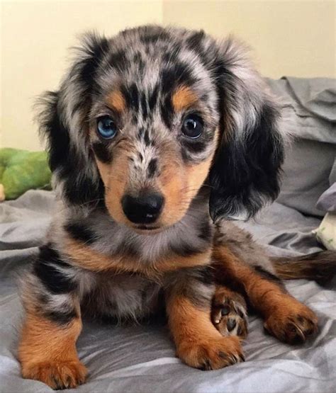  79 Ideas How Much Are Long Haired Dapple Dachshund Puppies Hairstyles Inspiration