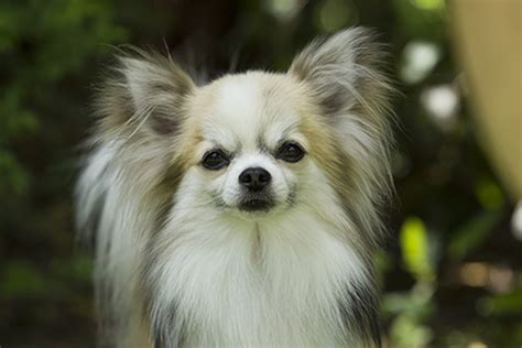 The How Much Are Long Haired Chihuahuas For New Style