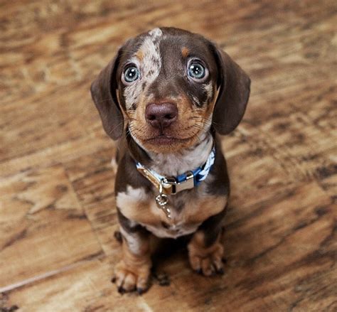  79 Popular How Much Are Mini Dachshund Puppies For Short Hair