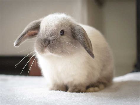 how much are mini lop rabbits