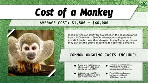 How Much Are Monkeys For Pets