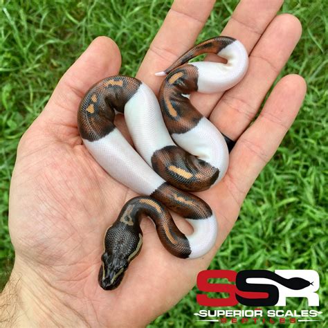 How Much Are Pied Ball Python