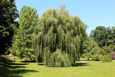 how much are weeping willow trees