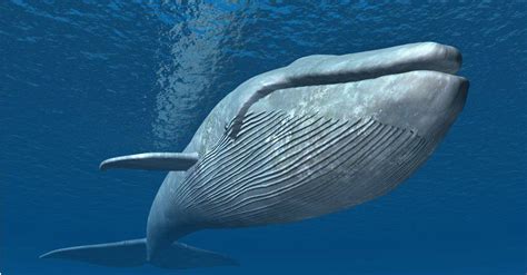 how much blue whales are left in the world