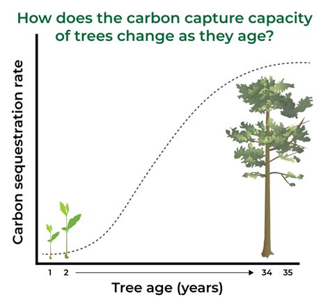 How Much Carbon Dioxide Do Trees Remove