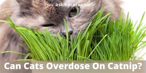 how much catnip can kill a cat