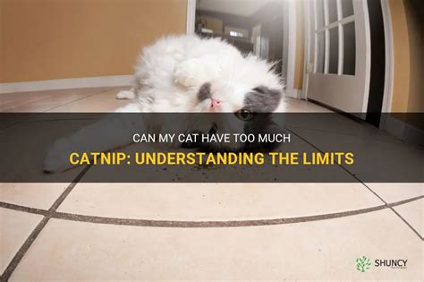 how much catnip can my.cat have a day