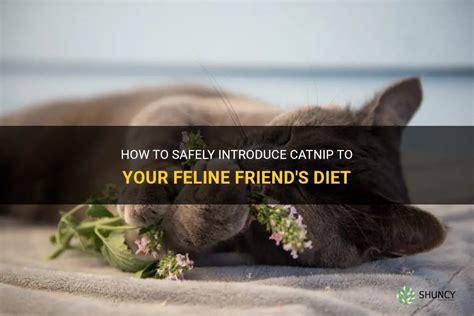 how much catnip can you feed a cat