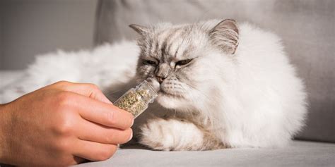 how much catnip should i give my cat