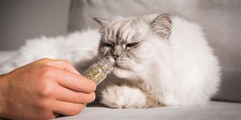 how much catnip should you give cats