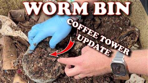 How Much Coffee Grounds For Worms