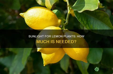How Much Direct Sunlight Does A Lemon Tree Need