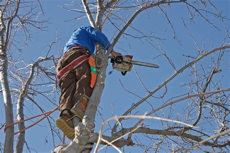 how much do arborists charge