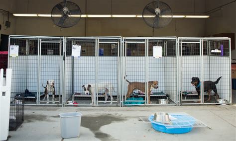 How Much Do Dog Kennels Cost For A Week