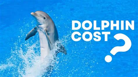 how much do dolphins cost