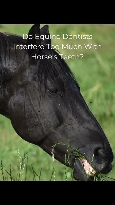Oral Endoscopy Dr Kirsten Jackson Equine Dental Vet Perth