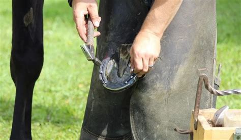 How Much Do Farriers Make A Year