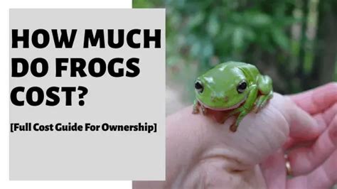 How Much Do Frog Cost