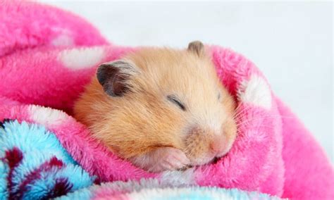 How Much Do Hamsters Sleep