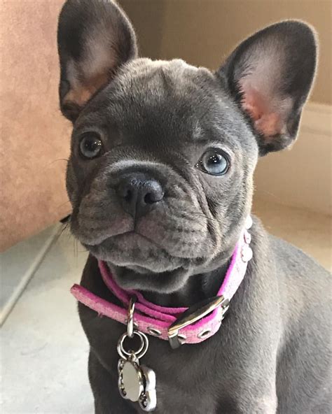 Stunning How Much Do Long Haired French Bulldogs Cost For Short Hair