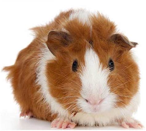 Perfect How Much Do Long Haired Guinea Pigs Cost With Simple Style